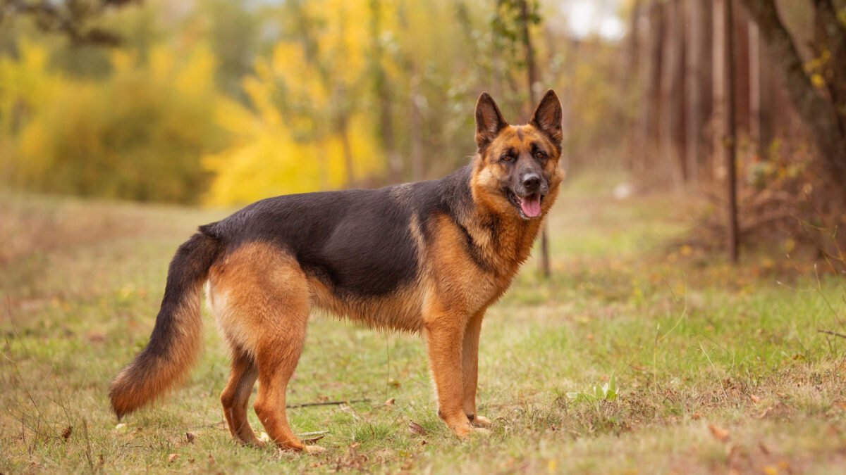 These Are the Dogs Most Likely to Get Diarrhea These Are the Dogs Most Likely to Get Diarrhea