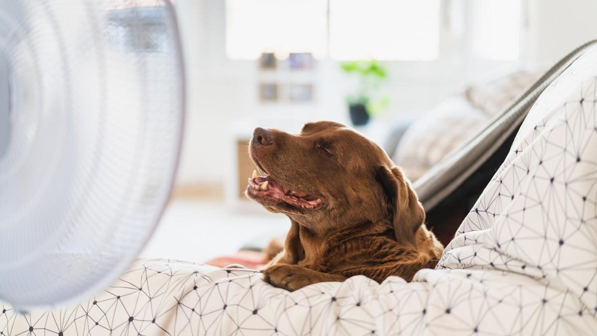 8 Pet Tech Solutions for Heatwaves, Anxiety and More 8 Pet Tech Solutions for Heatwaves, Anxiety and More